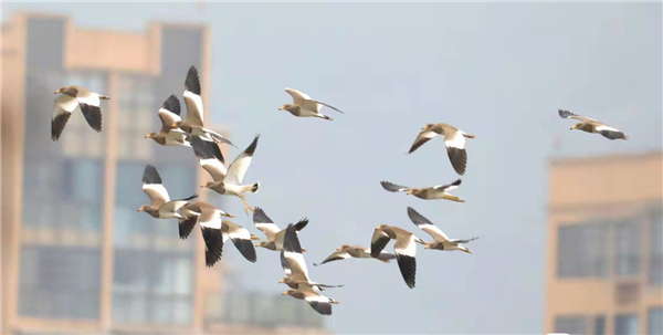 雅安：又到一年觀鳥季，“老朋友”如約而至