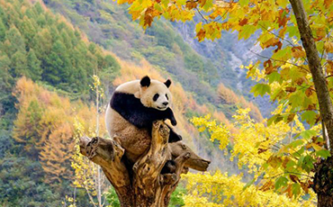 Giant pandas poised in Autumn in Sichuan