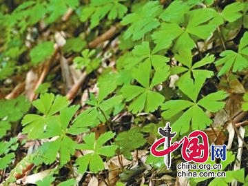 它的歷史比大熊貓和珙桐更悠久 青川唐家河發現“最孤獨植物”