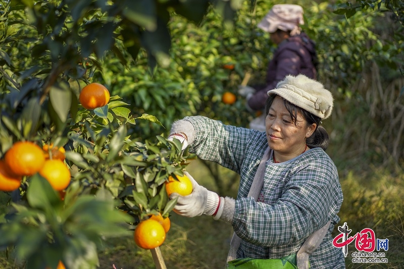 四川青神：18萬畝晚熟柑橘進入收穫期