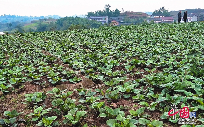 自贡市大安区创新“三社”融合重塑为农服务新模式