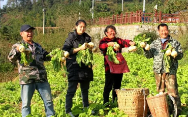 宜宾高县：七宝萝卜喜丰收  高山蔬菜种植有“甜头”