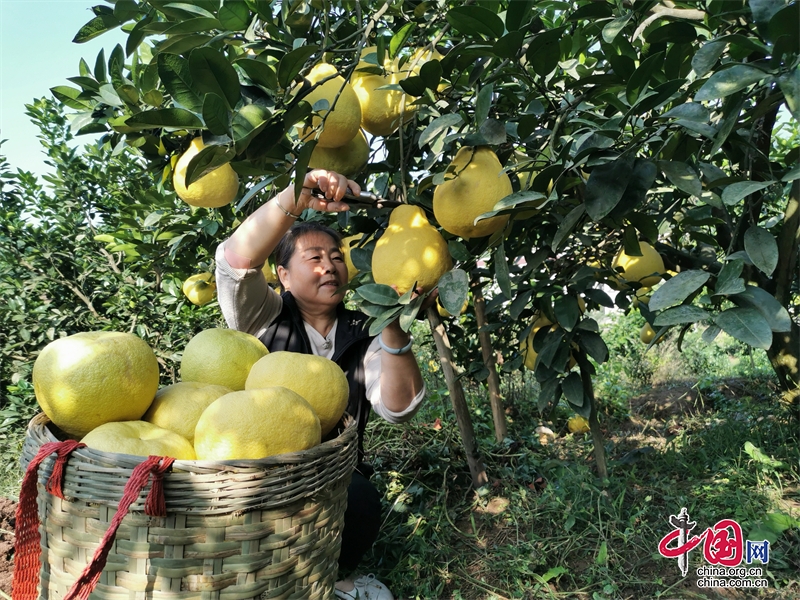 瀘州龍馬潭：3500畝九獅柚喜獲豐收 助力村民增收致富