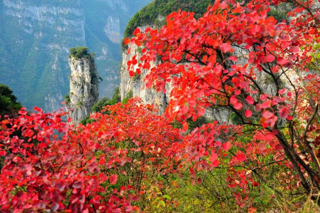 十五屆中國•重慶長江三峽（巫山）國際紅葉節將開幕