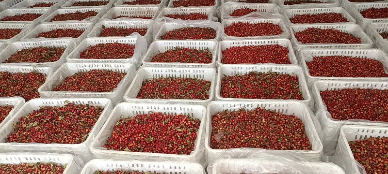 道孚县山里的红“珍珠”变身致富“金果果”