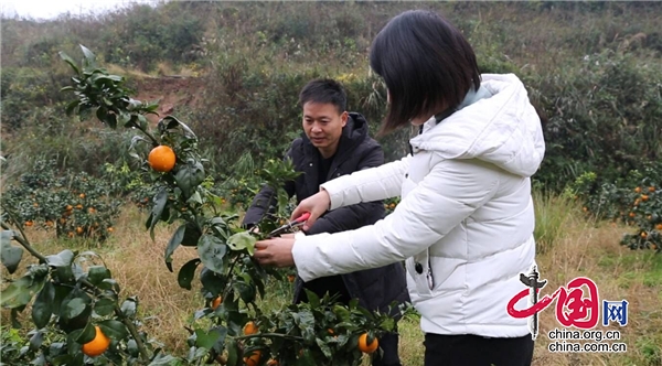 廣元昭化：柑橘飄香迎豐收 果農采收忙  