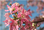 攀枝花市西区：邂逅阳光下的粉色暖冬