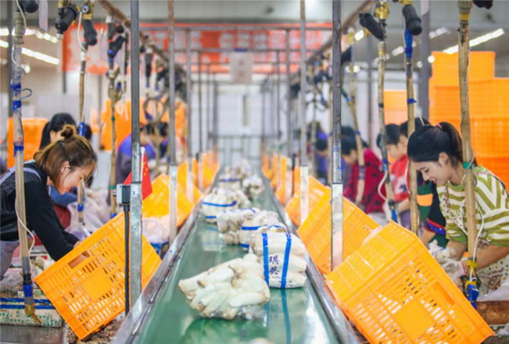 蓬溪县：大力发展食用菌产业 撑起乡村振兴“致富伞”