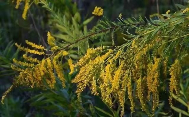 警惕！加拿大一枝黄花入侵，成都已制定围剿方案