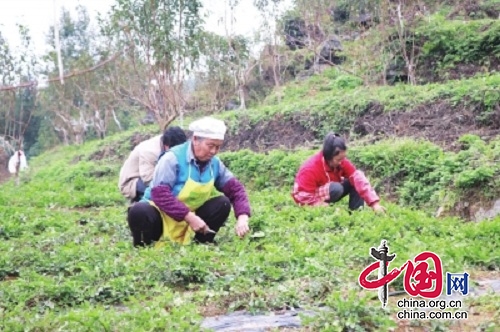 彭水：種植蒲公英 讓村民的日子越過越紅火 