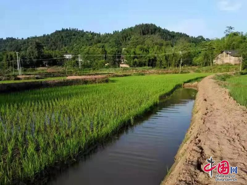 稻漁戀歌！資陽市雁江區(qū)謝家橋村譜寫鄉(xiāng)村振興新篇