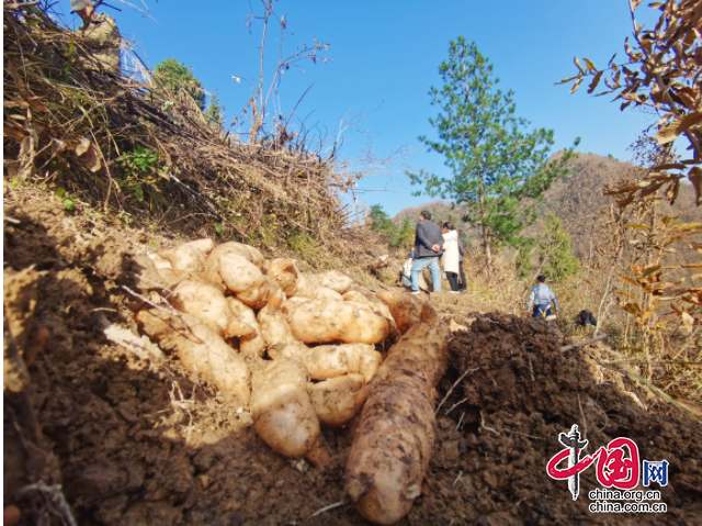 廣元朝天：小天麻助力鄉村振興“加速跑”