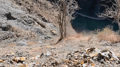道孚公安：救援被困斑羚，百米悬崖上的公安蓝！