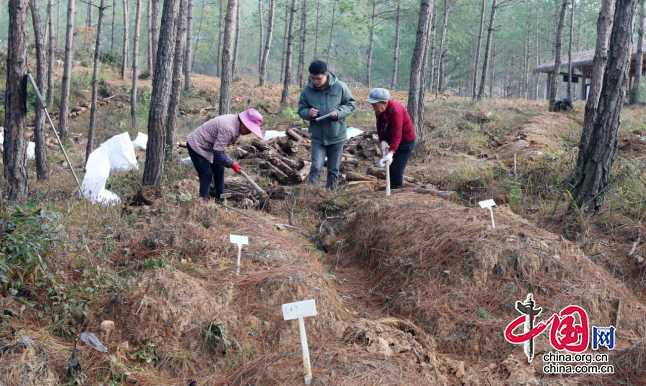 廣元昭化：茯苓“352”提升工程加快推進 計劃明年底基本完成