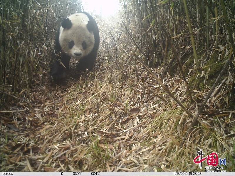 大熊猫国家公园正式设立后 野生大熊猫德阳园区首次“打卡”