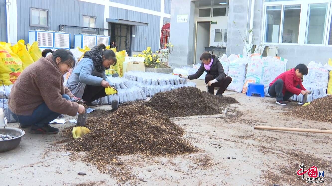 四川青川：冬種羊肚菌 群眾致富勢頭旺