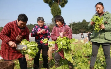 依托机场推动蔬菜产业，眉山天府新区站上临空经济“风口”  