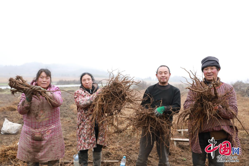 金口河區(qū)：擦亮道地中藥材的金字招牌 打開農民致富金“藥”匙