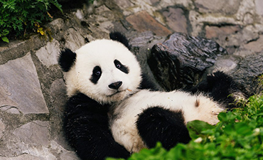 Giant panda conservation in SW China a blessing for rare species