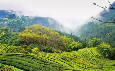 宜宾高县：茶园变景区 开启茶旅融合发展之路