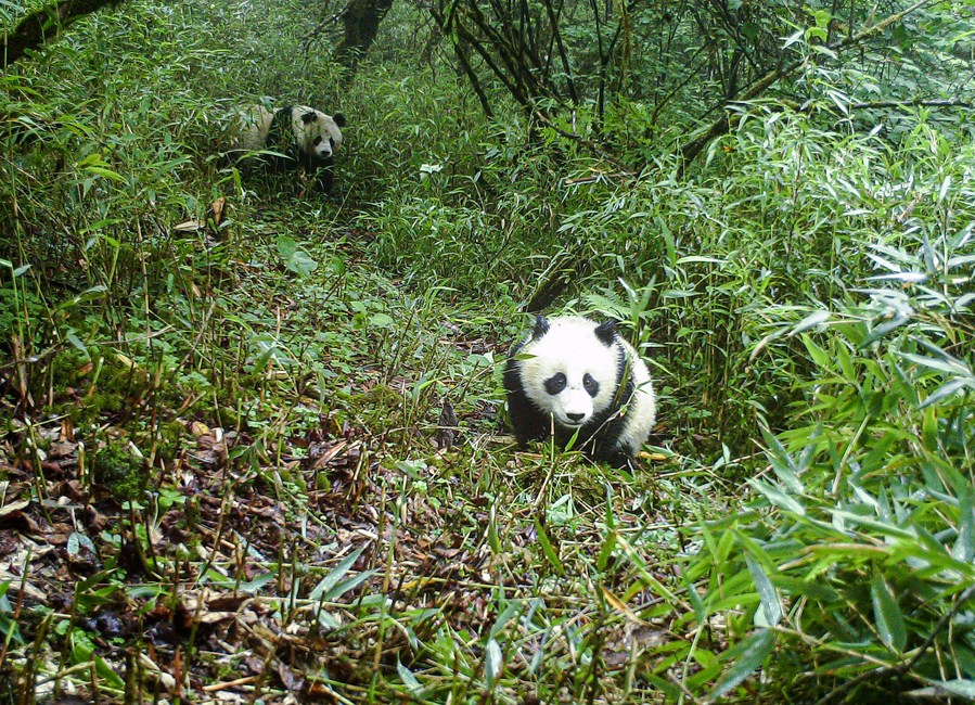 9-day Tour Explore Wildlife And The Panda Habitat In China, 60% OFF