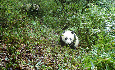 Ecological corridors help expand giant habitat of pandas