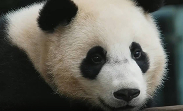 How do pandas use sound? | Pandaful Q&A