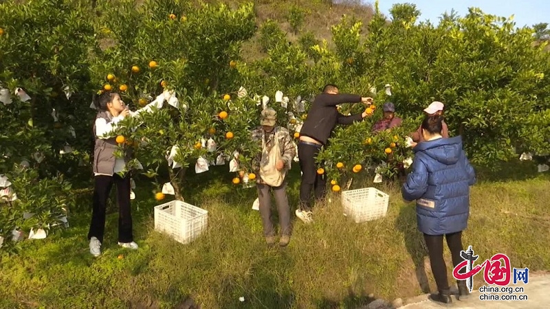 岳池县：柑橘销售乘上“电商快车”