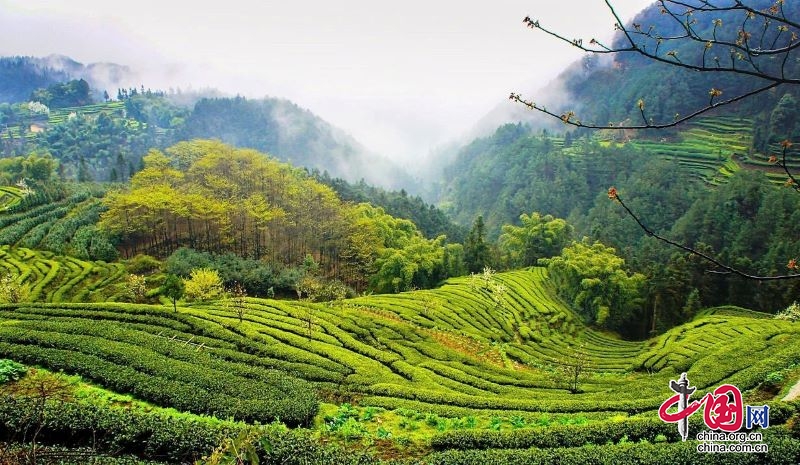 高縣：茶園變景區 開啟茶旅融合發展之路