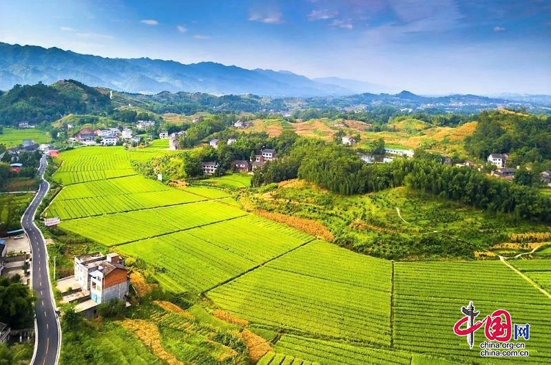 大竹县：乡村振兴 种业先行