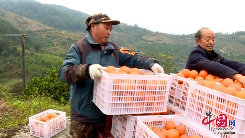 邻水县：小脐橙大产业，绿色发展优产增收