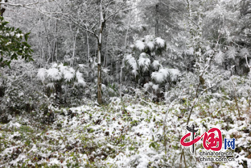 巴南：多地喜降初雪美，群眾賞雪玩雪樂(lè)！