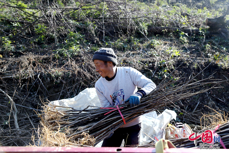 金口河區(qū)金河鎮(zhèn)：中藥材帶旺增收勢頭 開出鄉(xiāng)村振興“致富良方”