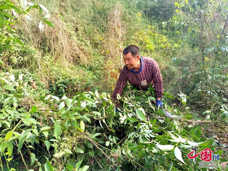 沙灣區(qū)嘉農(nóng)鎮(zhèn)：香桂飄香 “香”出增收致富路