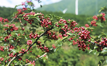 汉源税务：税惠“添柴” 花椒产业旺起来