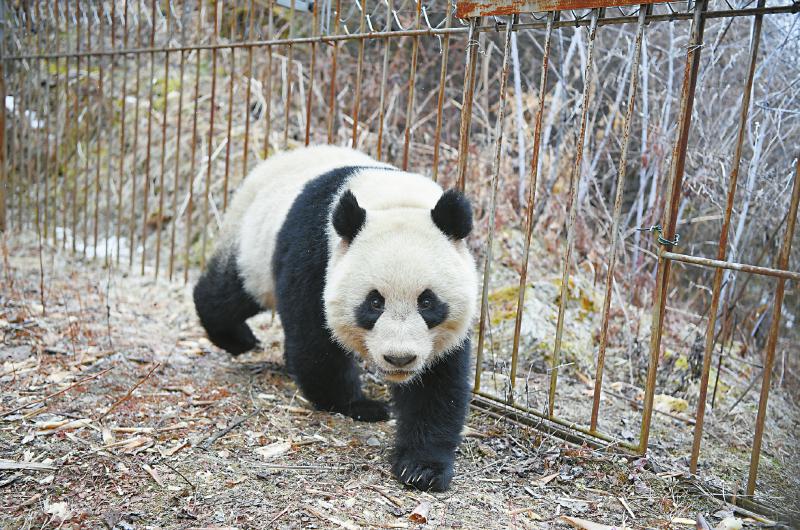 三年了，它过得很好 大熊猫“小核桃”野化放归后首次“亮相”