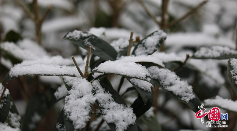 廣元昭化迎來今冬第一場雪 雪景美如畫