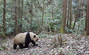 The giant panda released into wild captured by camera in Sichuan