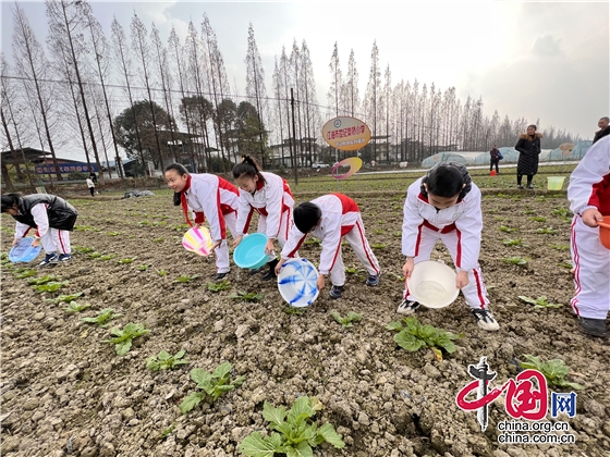 綿陽江油市奧橋小學開展勞動教育實踐活動