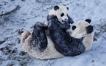 Pandas enjoy themselves in snow in China’s Sichuan