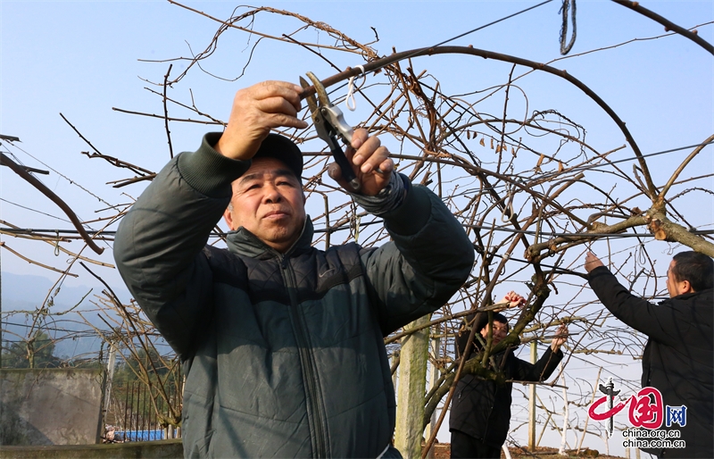 瀘州納溪：深冬管護獼猴桃 來年豐產又增收