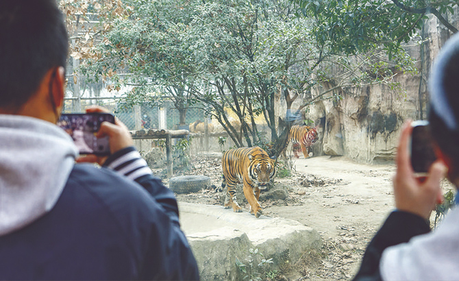 虎年来成都动物园看小老虎