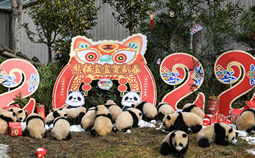 Giant panda cubs made an appearance at Shenshuping base in Sichuan