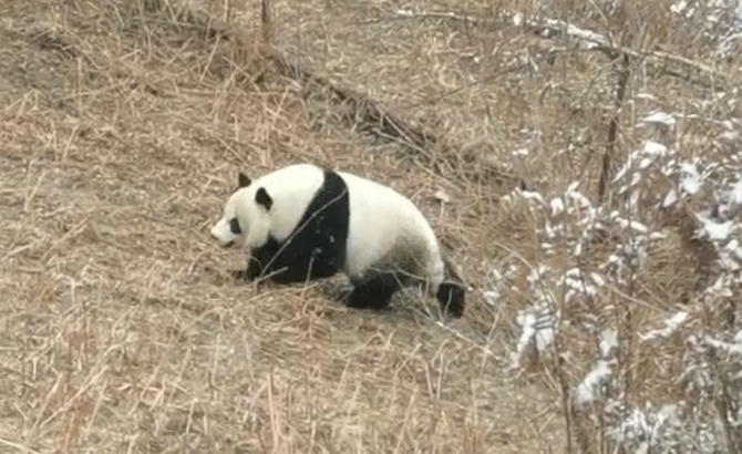 肉眼可见的Q弹，卧龙野生大熊猫初五来“拜年”啦！