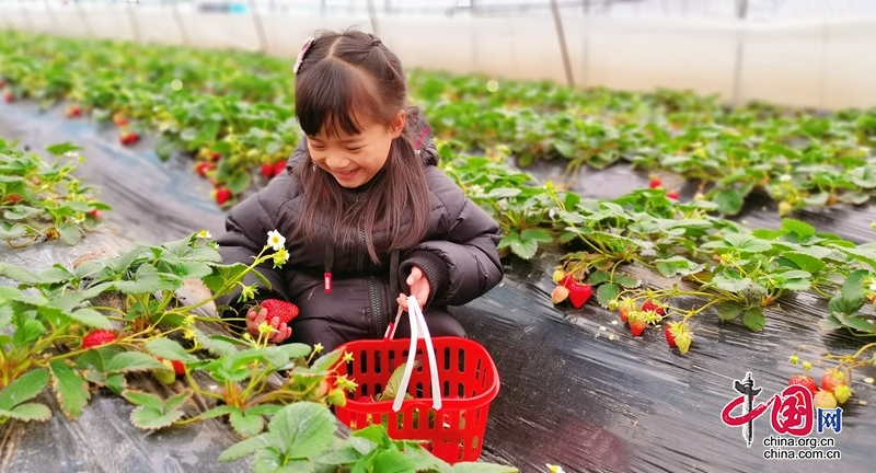 新春走基層丨廣元朝天：草莓紅了 日子火了