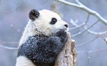 Giant pandas seen in SW China’s Sichuan