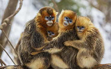 Sichuan snub-nosed monkeys frolic in the snow in SW China