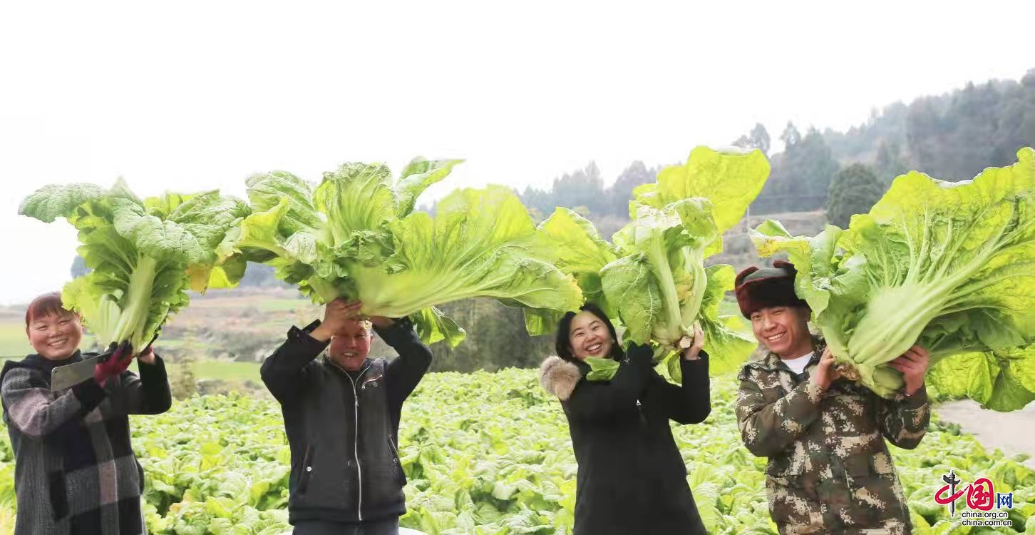 廣元昭化：2萬畝青菜豐收 訂單出口不愁銷