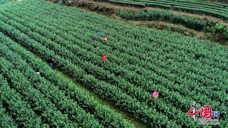 茶香滿園  高縣春茶搶“鮮”開採