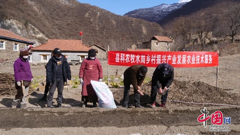 阿坝黑水：不误农时 田间地头育苗忙